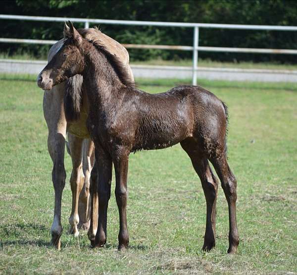 champagne-fbhr-horse