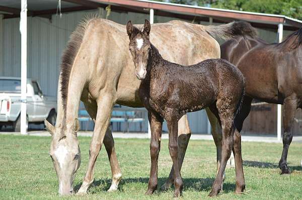 champagne-andalusian-filly-stallion