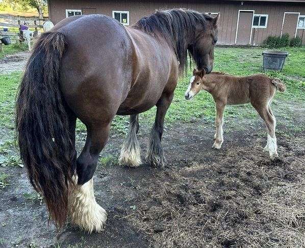 liver-chestnut-stripe-stockings-socks-horse