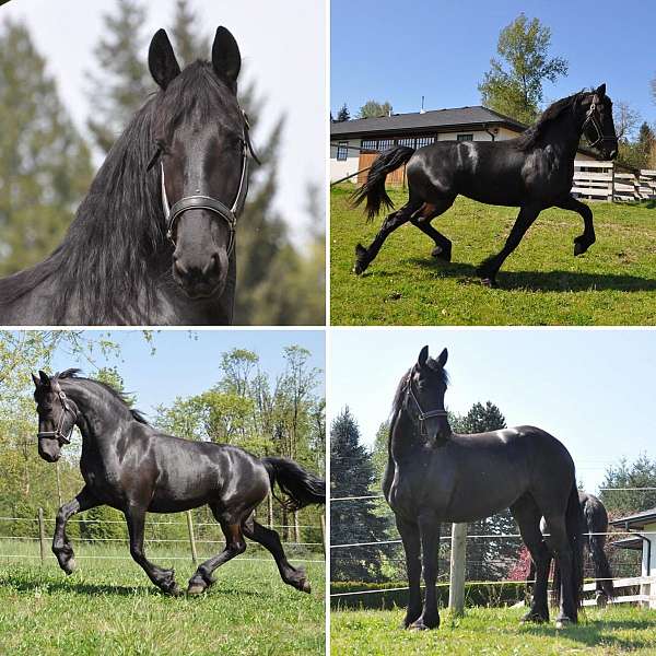 champion-started-under-saddle-mare-foal