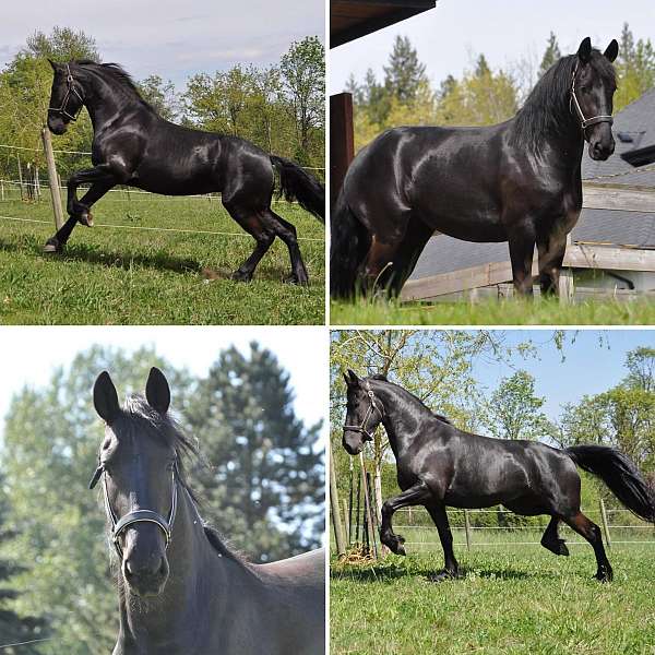 black-friesian-mare