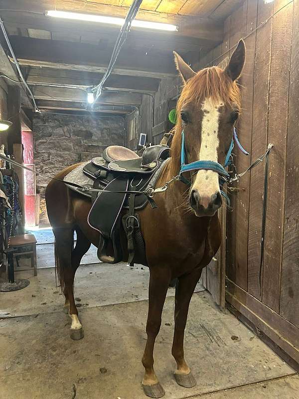 mare-gypsy-vanner-quarter-horse