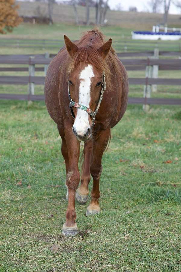 broodmare-gypsy-vanner-quarter-horse
