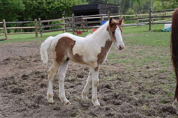 project-gypsy-vanner-quarter-horse