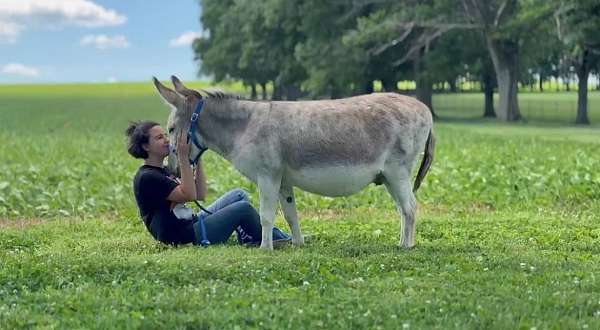 donkey-gelding