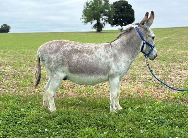 donkey-for-sale
