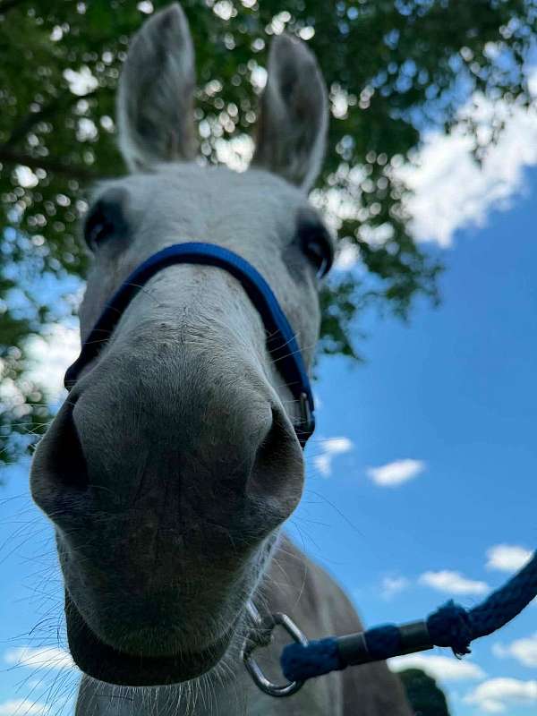 donkey