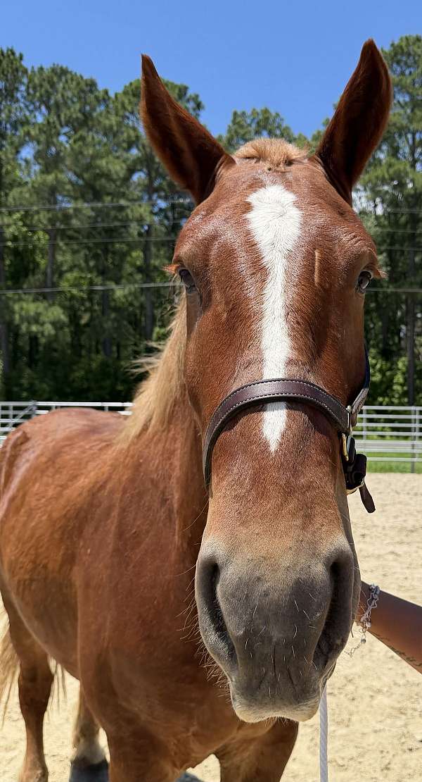 17-hand-belgian-gelding