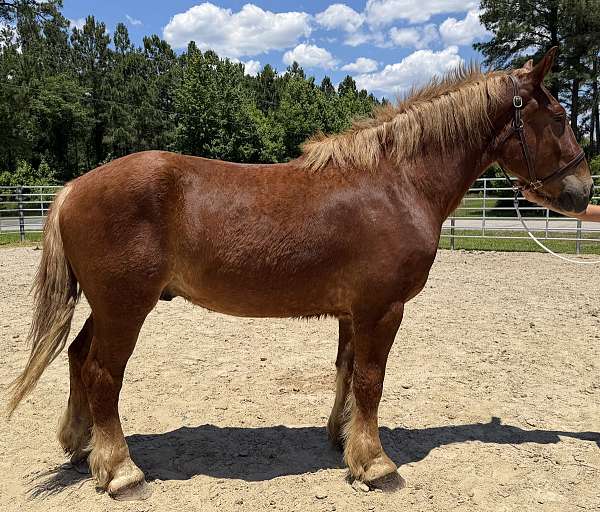 sorrel-gelding-for-sale