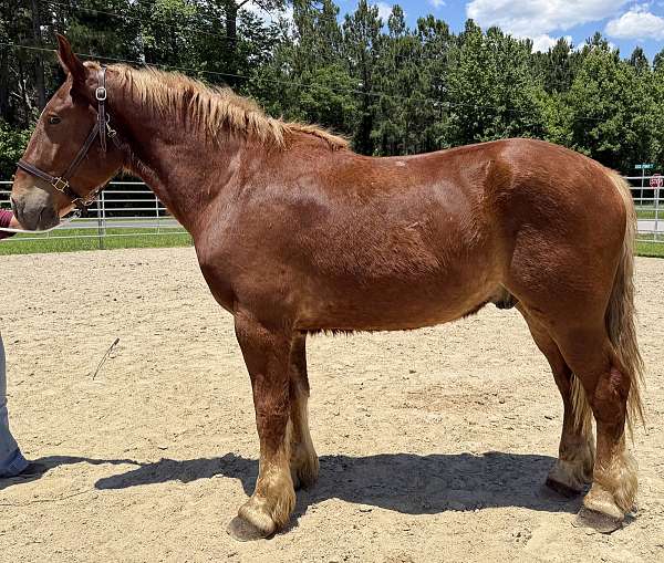 sorrel-belgian-gelding