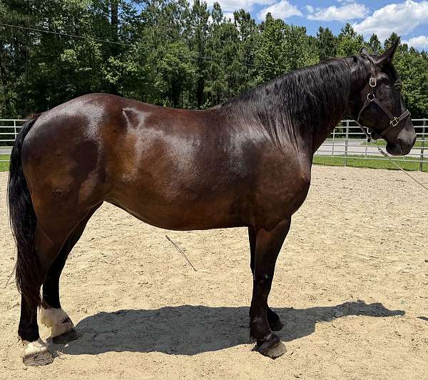 black-mare-for-sale