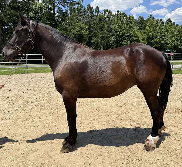 black-draft-mare