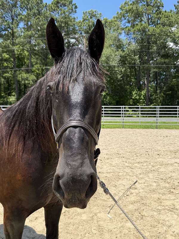16-hand-draft-mare