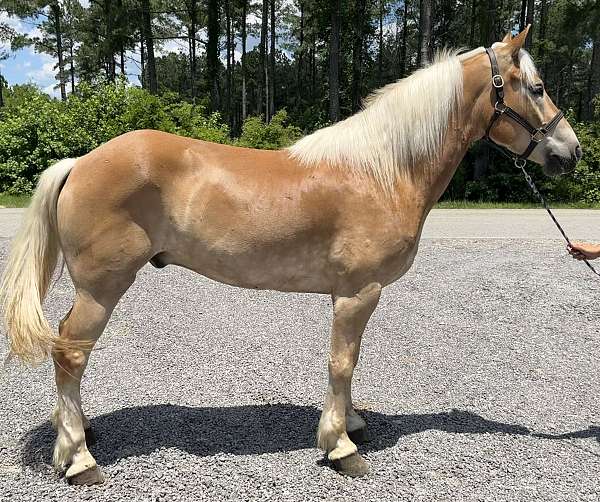 harness-trail-haflinger-horse