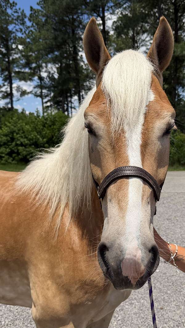 grey-gelding-for-sale