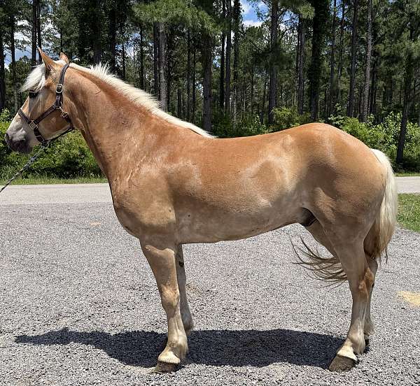 grey-haflinger-gelding