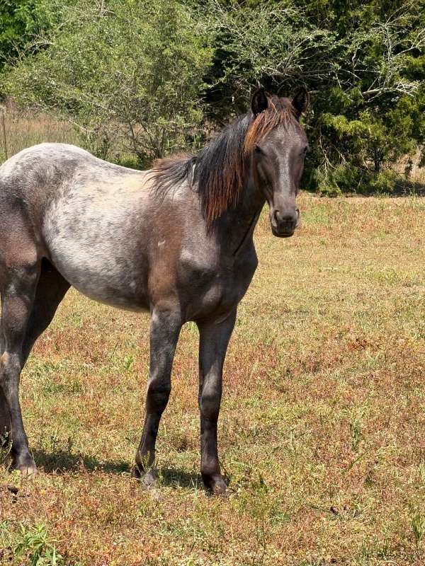 flashy-tennessee-walking-horse