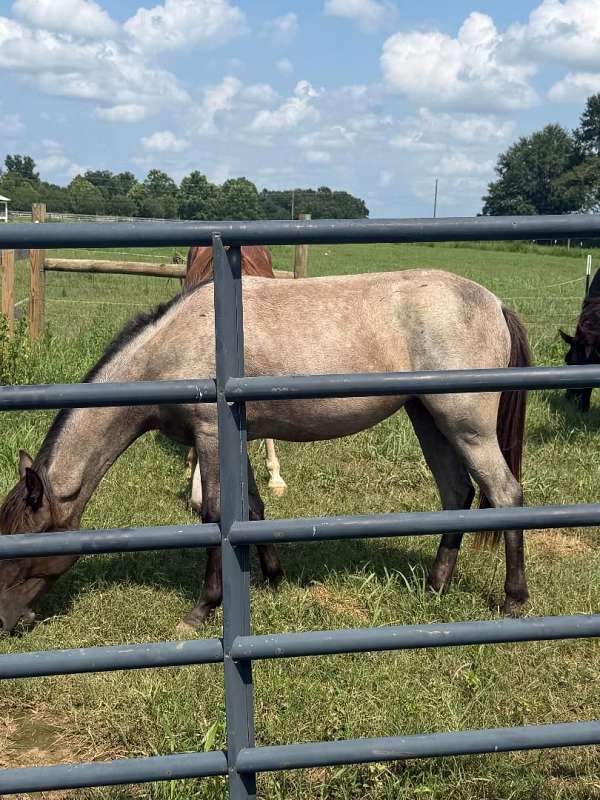 bay-roan-tennessee-walking-filly