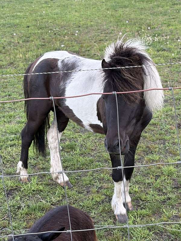 miniature-stallion