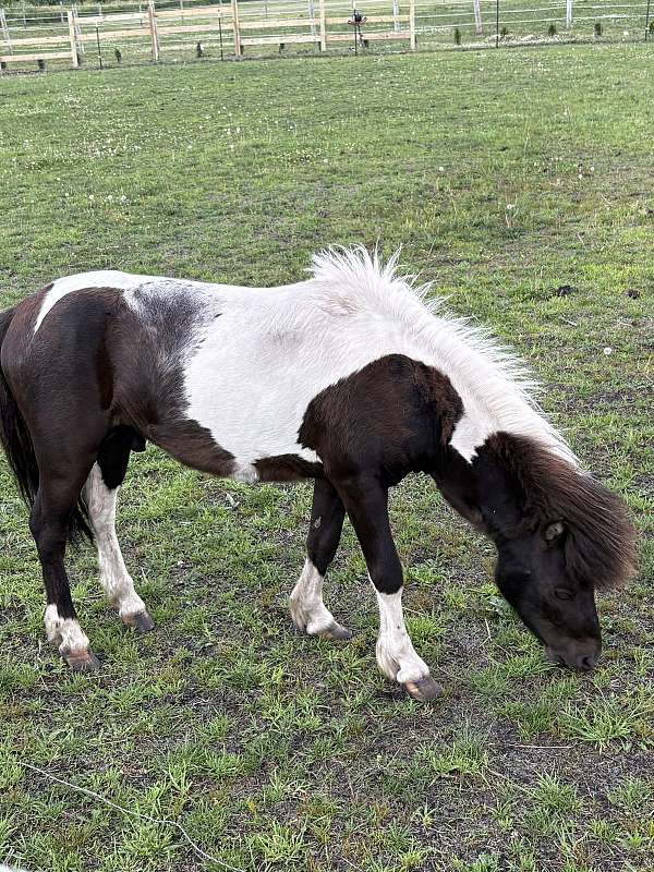 miniature-horse-for-sale