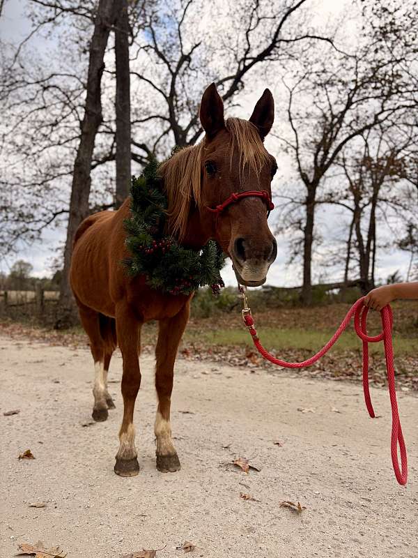 gentle-crossbred-pony