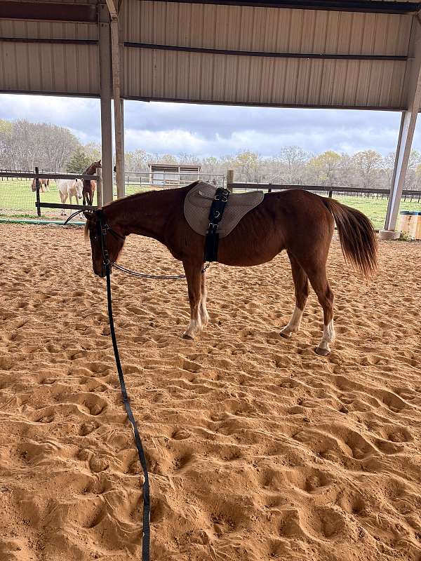 family-pony-crossbred