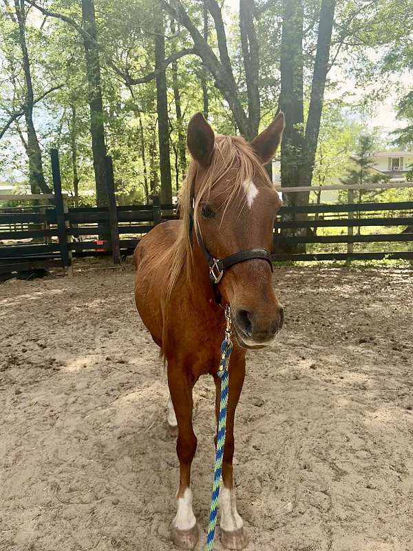 trail-pony-crossbred