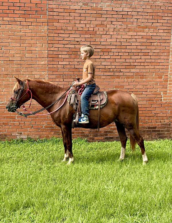 star-four-white-socks-pony