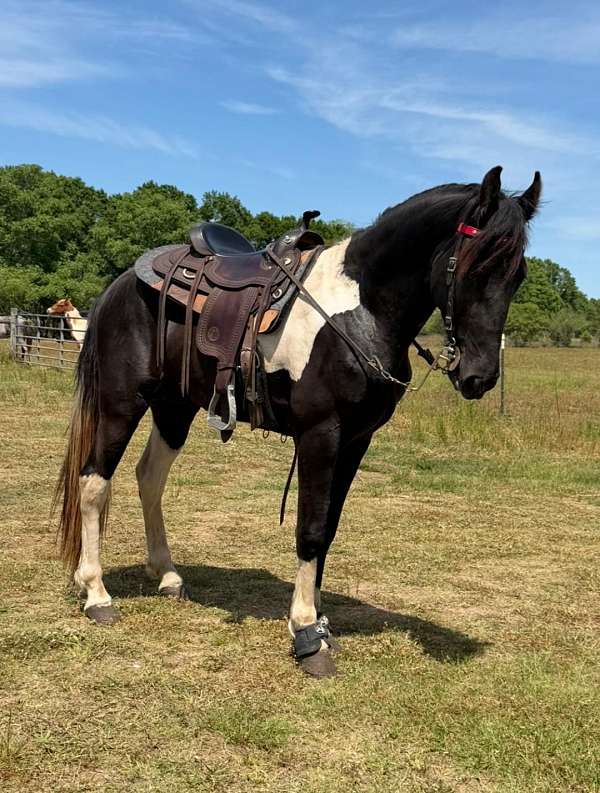 athletic-tennessee-walking-horse