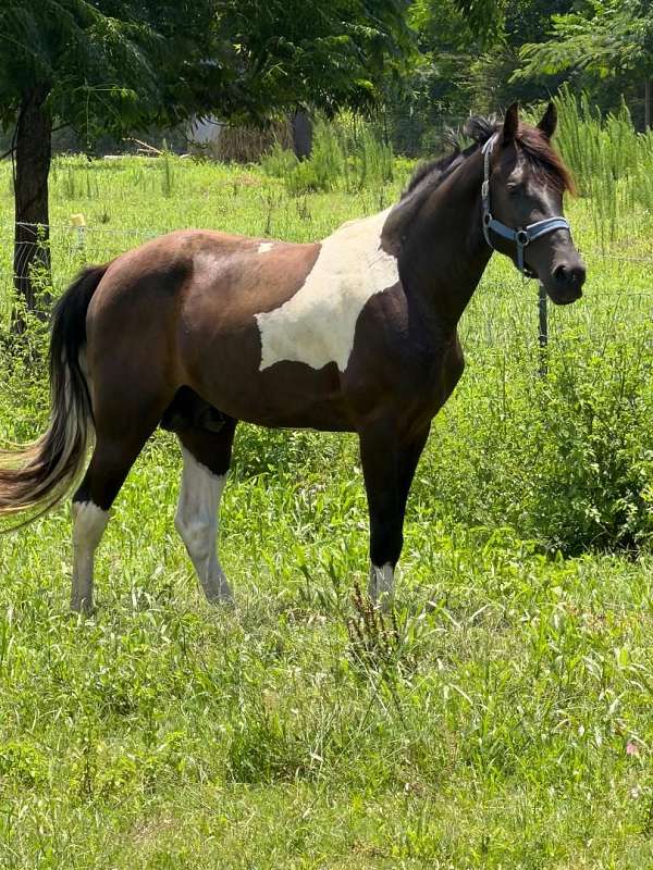 breeding-tennessee-walking-horse