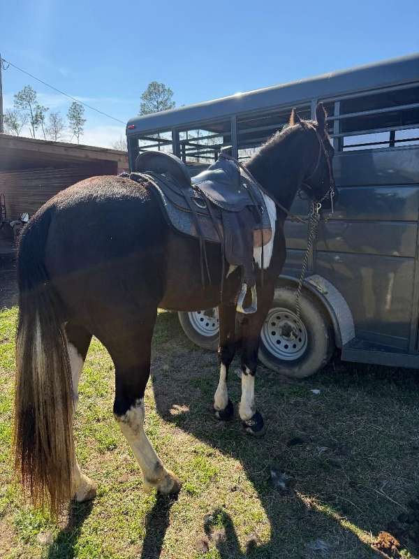 flashy-tennessee-walking-horse