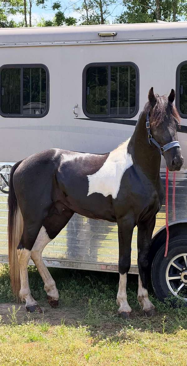 gaited-tennessee-walking-horse