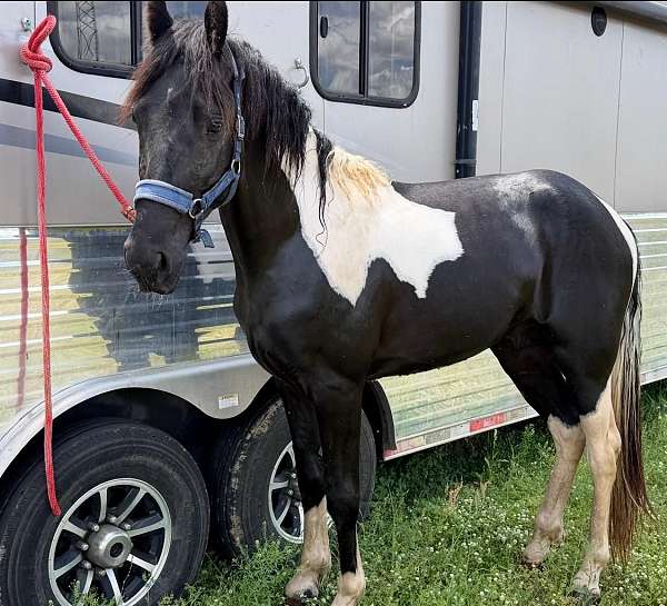 trail-tennessee-walking-horse