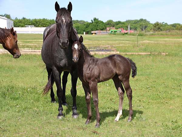 son-of-shining-spark-horse