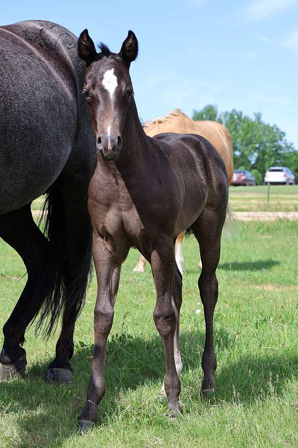 herda-filly