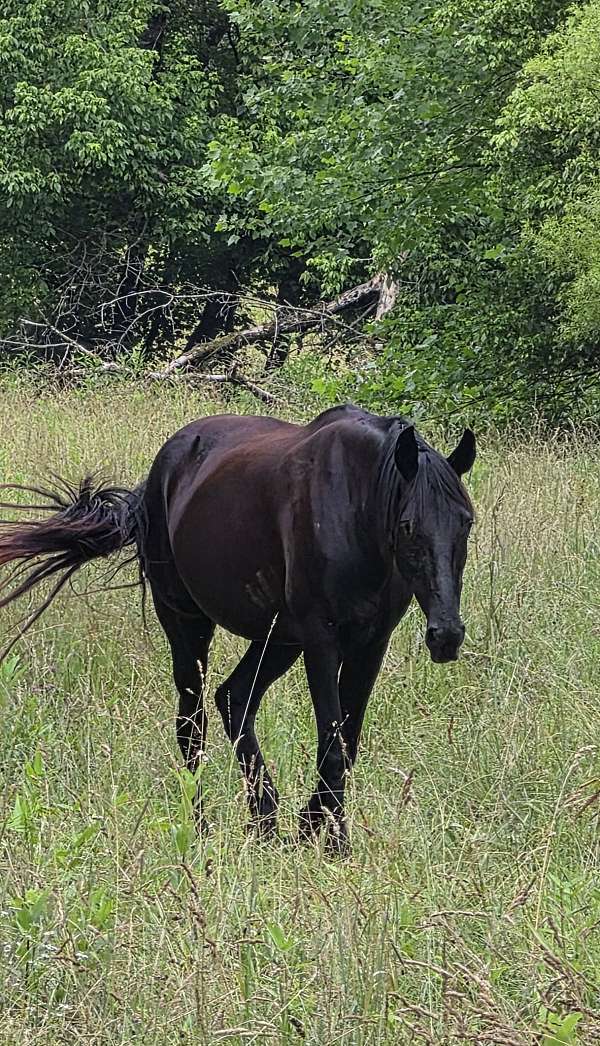 black-perlino-homozygous-homozygous-black-horse