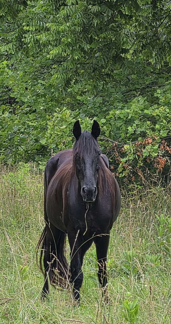 black-perlino-mare-foal-for-sale