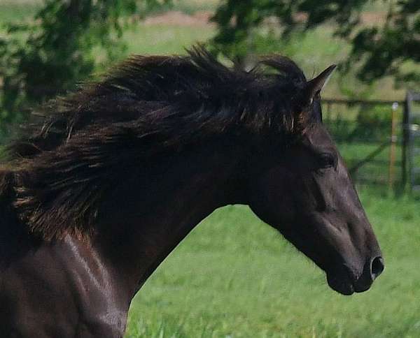 none-carries-creme-red-horse