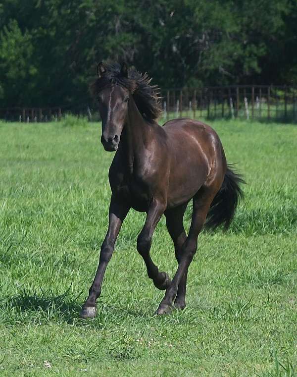 smokey-black-none-carries-creme-red-horse