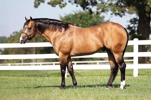 quarter-horse