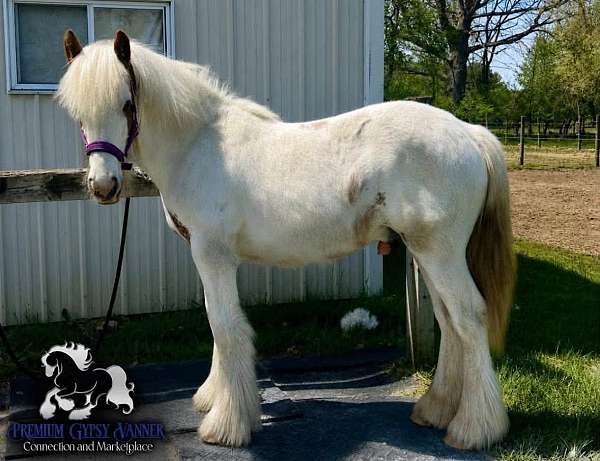 feature-gypsy-vanner-horse
