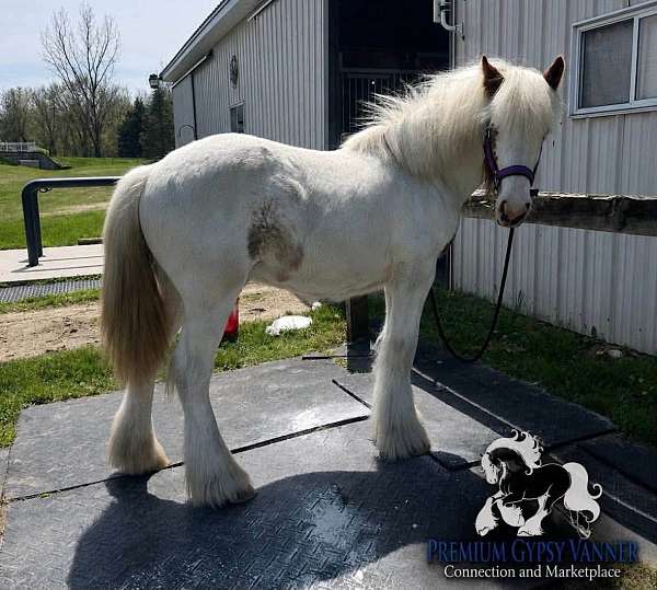 high-point-gypsy-vanner-horse
