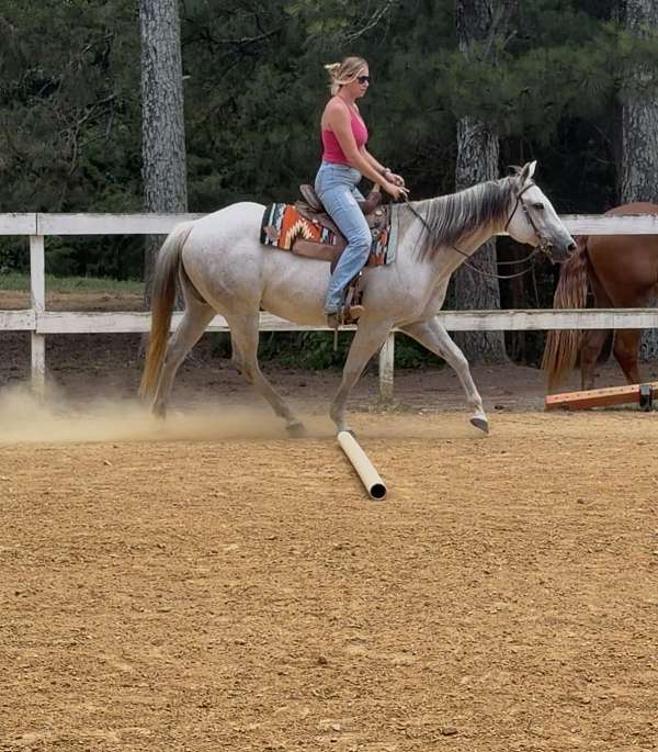quarter-horse-for-sale