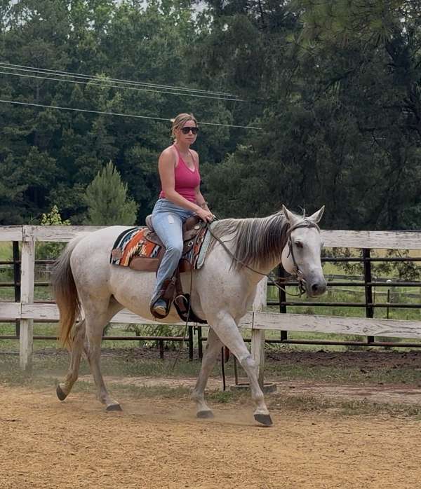 quarter-horse-mare