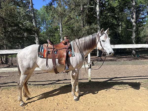 quarter-horse