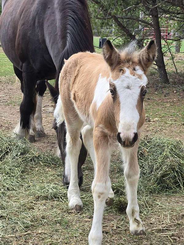 part-bred-gypsy-vanner-horse
