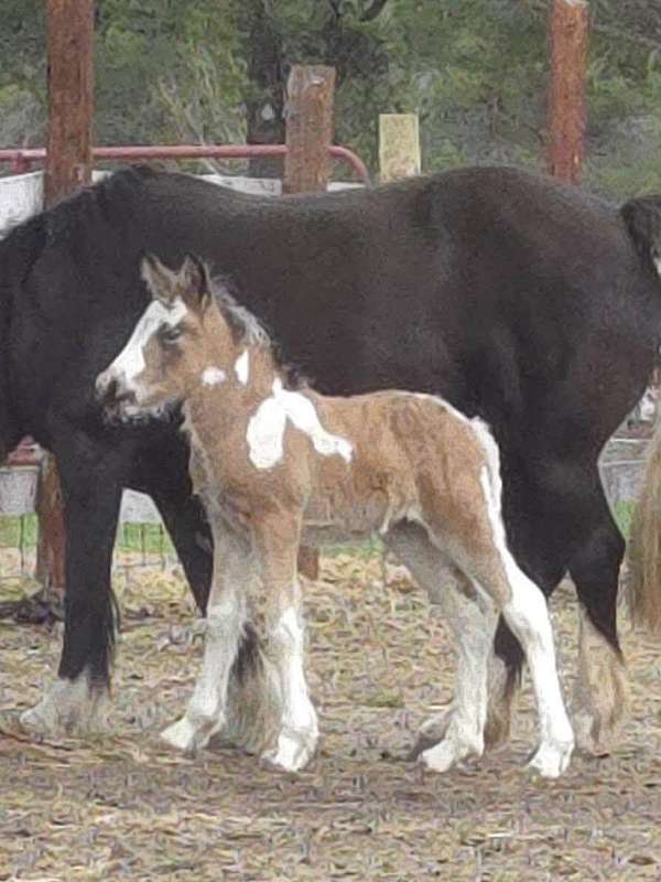 proven-trail-gypsy-vanner-horse