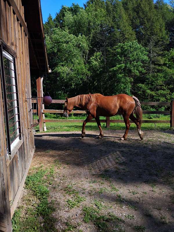 draft-mare