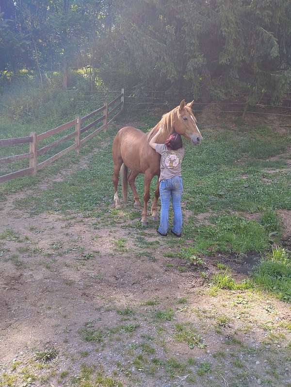 draft-horse-for-sale