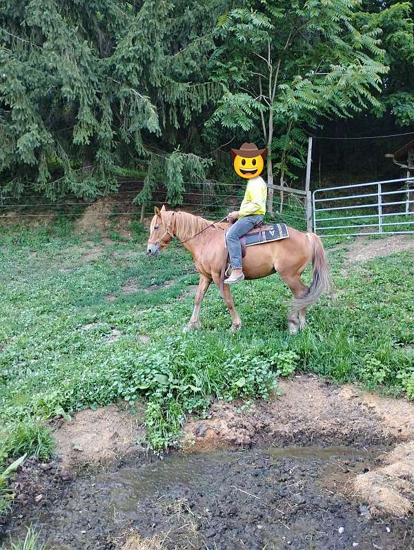 draft-horse